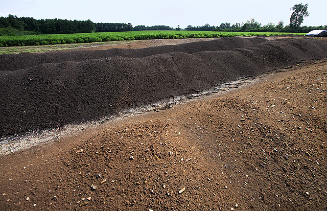 Compost piles should be 6 to 10 feet wide, 6 feet high, and as long as your space allows