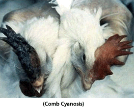 Comb Cyanosis