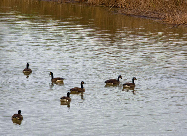 Geese | Photo Credit: Jenny Madsen