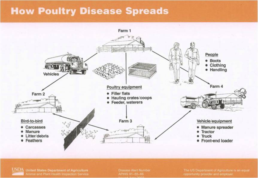 Disease Spread