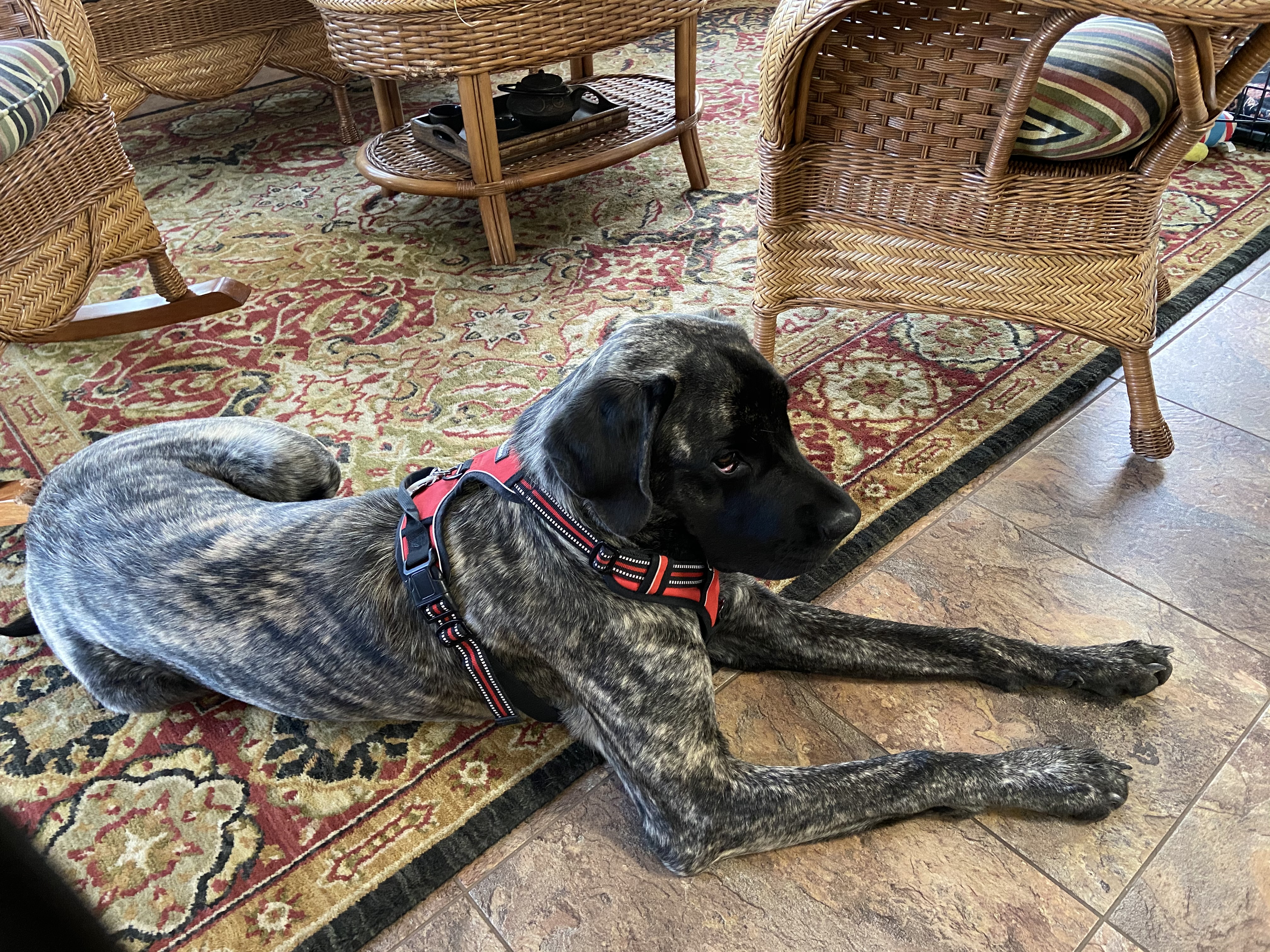 Alli the English Mastiff