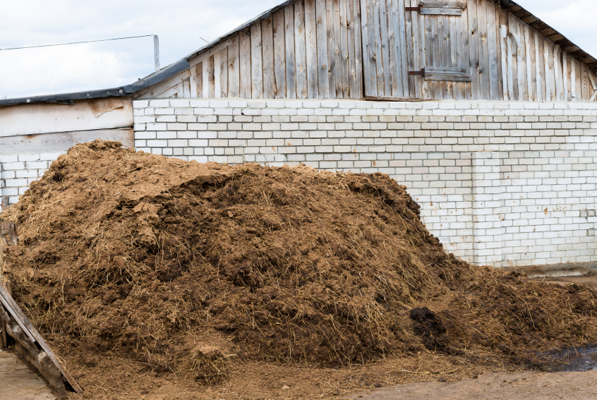 Pile of cow manure in front of a barn