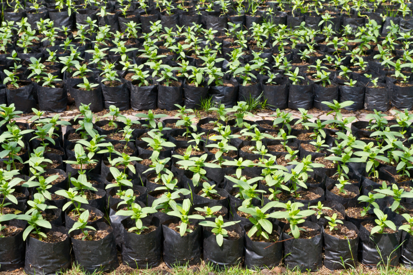 Seedlings in soil in a nursery