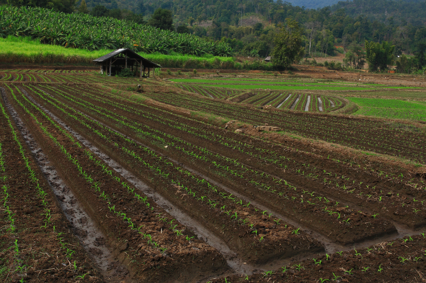 Vegetable crop fields on a farm