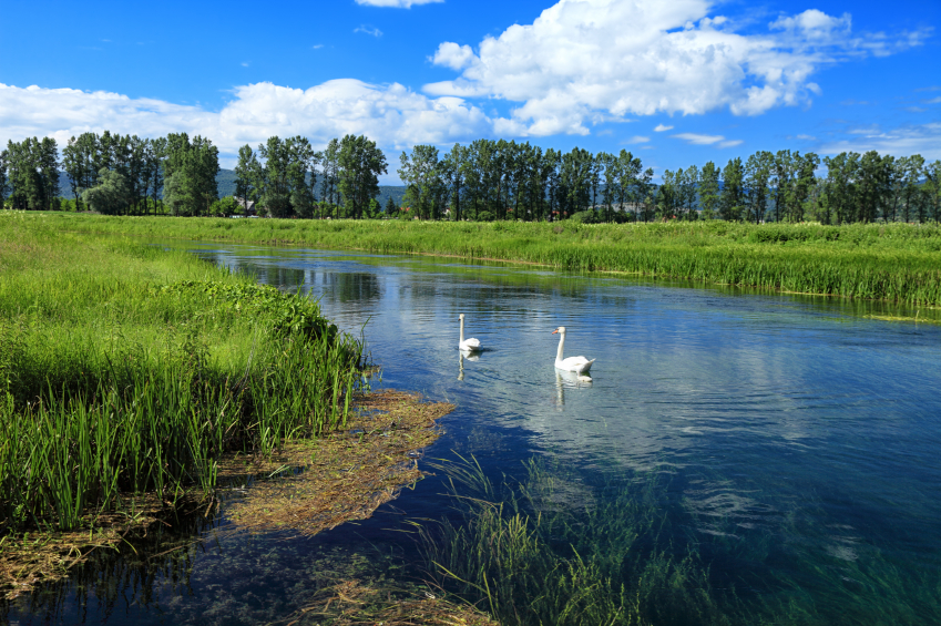 Healthy surface water body with river plants and animals