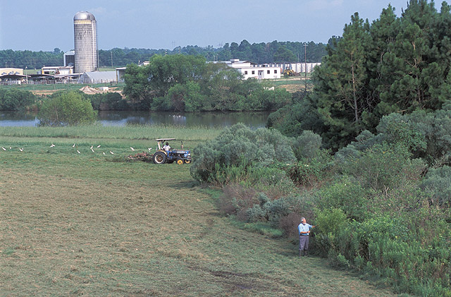 Vegetation buffers can prevent compost runoff from reaching surface water bodies